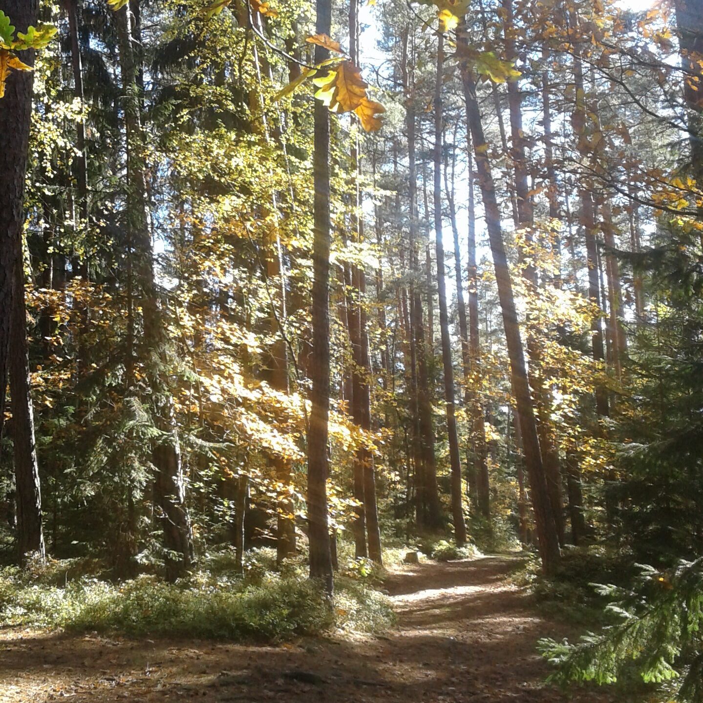 Naturklanghof